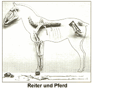 Reiter und Pferd