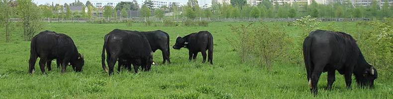 Wasserbüffel in Rudow (Landschaftspark)