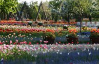 Britzer Garten - Tulipan 2006